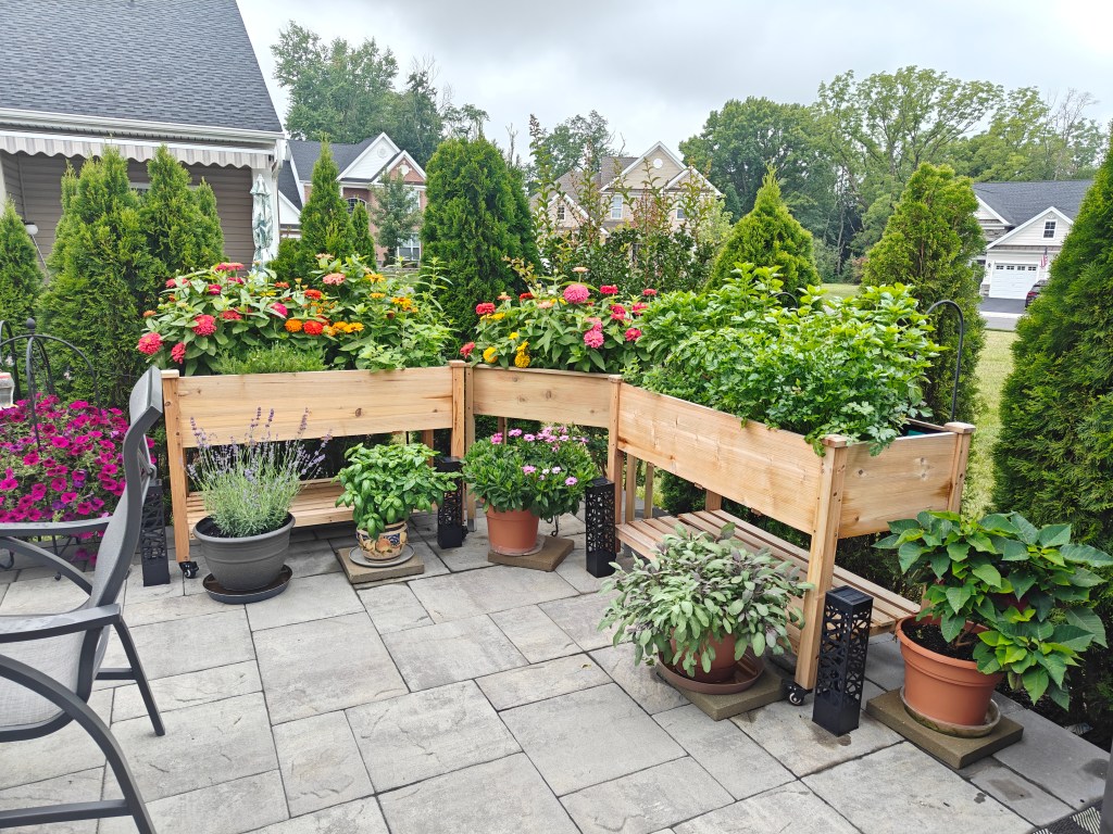 Easy Guide to Growing Herbs from Seed at Home